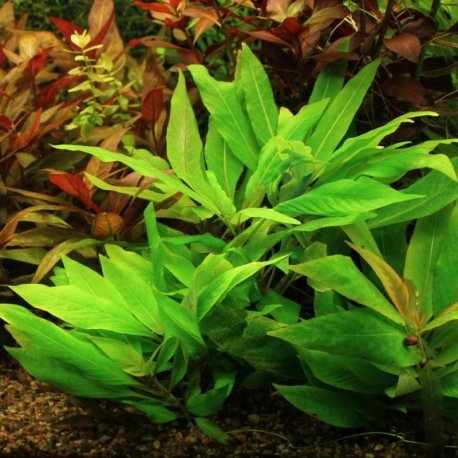 Hygrophila corymbosa Compact / Kompakt