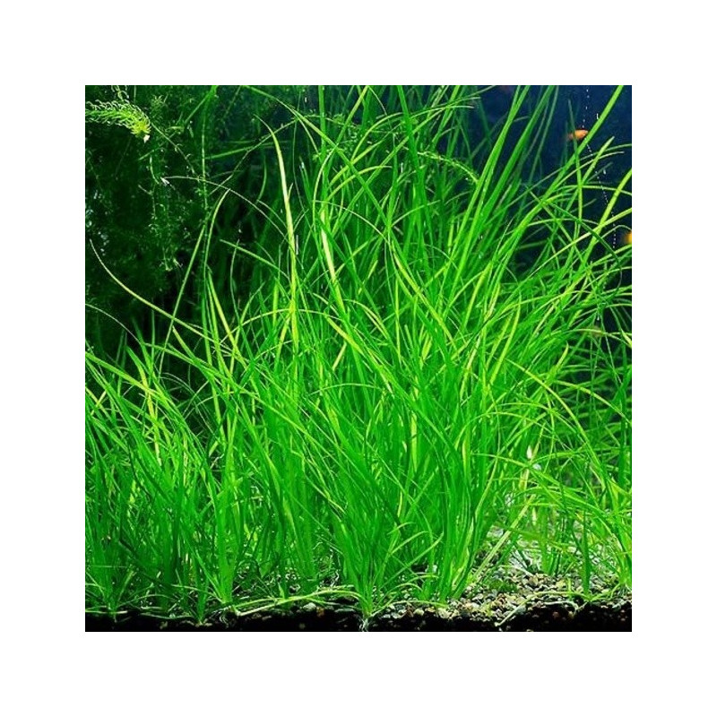 Vallisneria nana Vallisneria nana