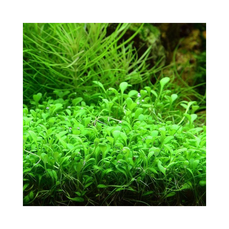 Glossostigma elatinoides in vitro