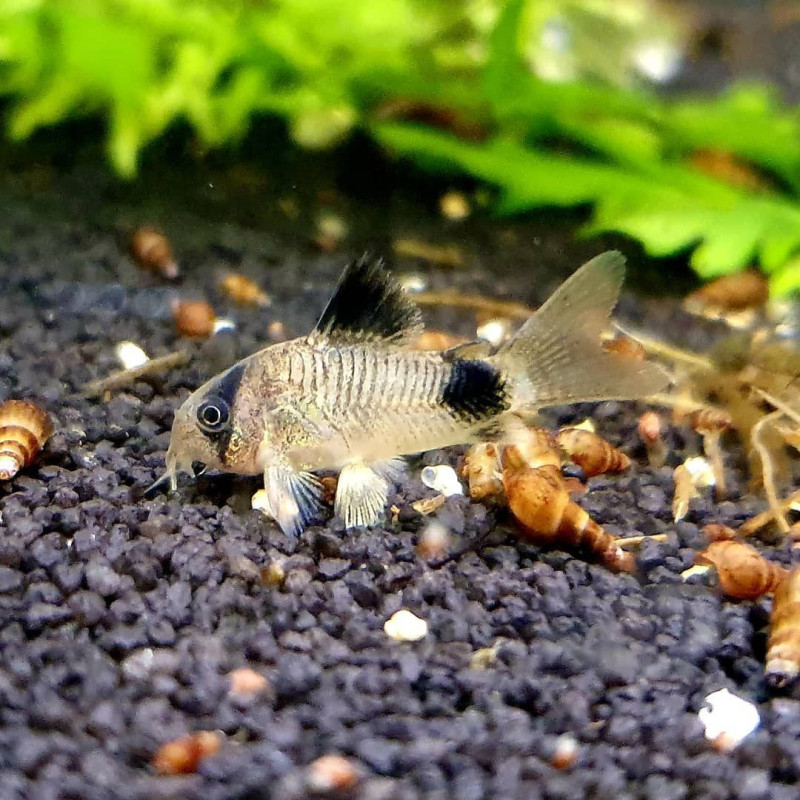 Corydoras panda S