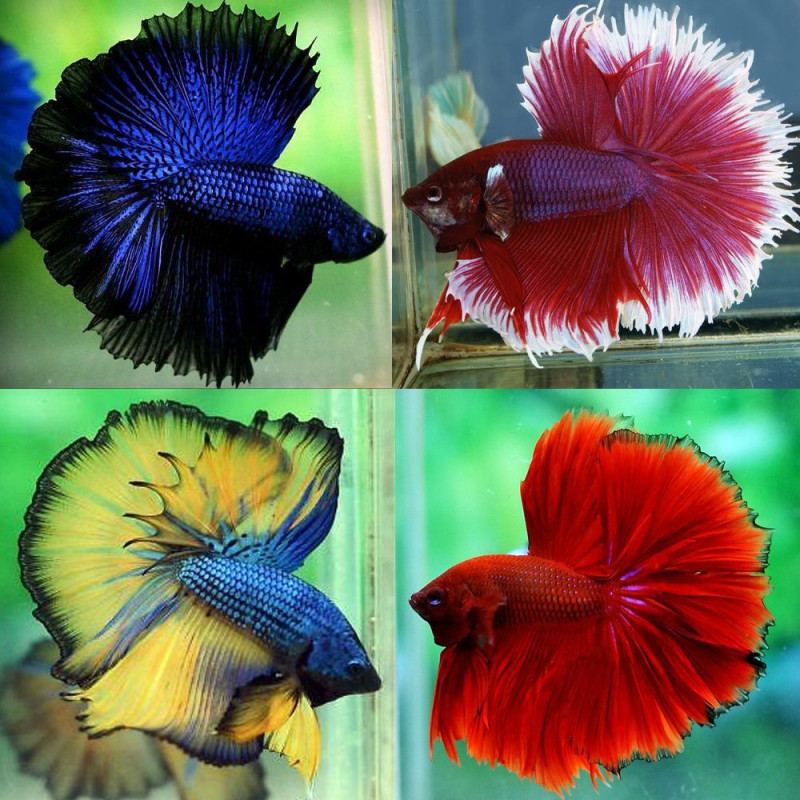 Betta Splendens Half Moon - Macho