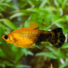 5x Gold Dust Molly - Poecilia sphenops