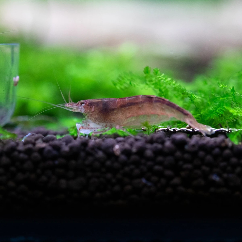 Caridina typus AKA aussie amano