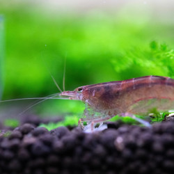 Caridina typus - Camarão Amano Australiano Caridina typus - Camarão Amano Australiano