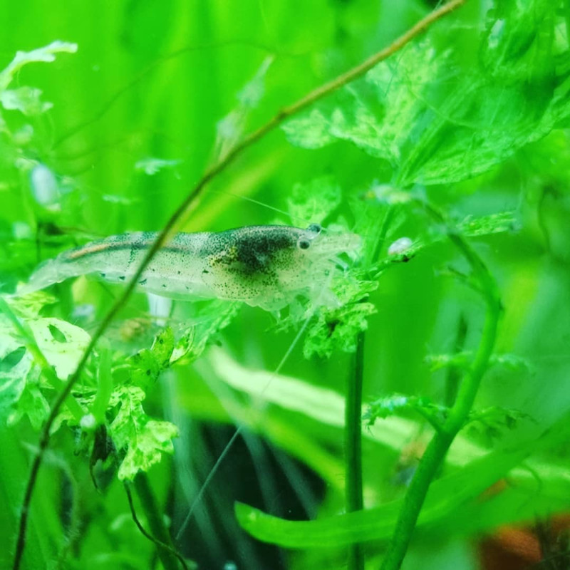 Caridina typus AKA aussie amano