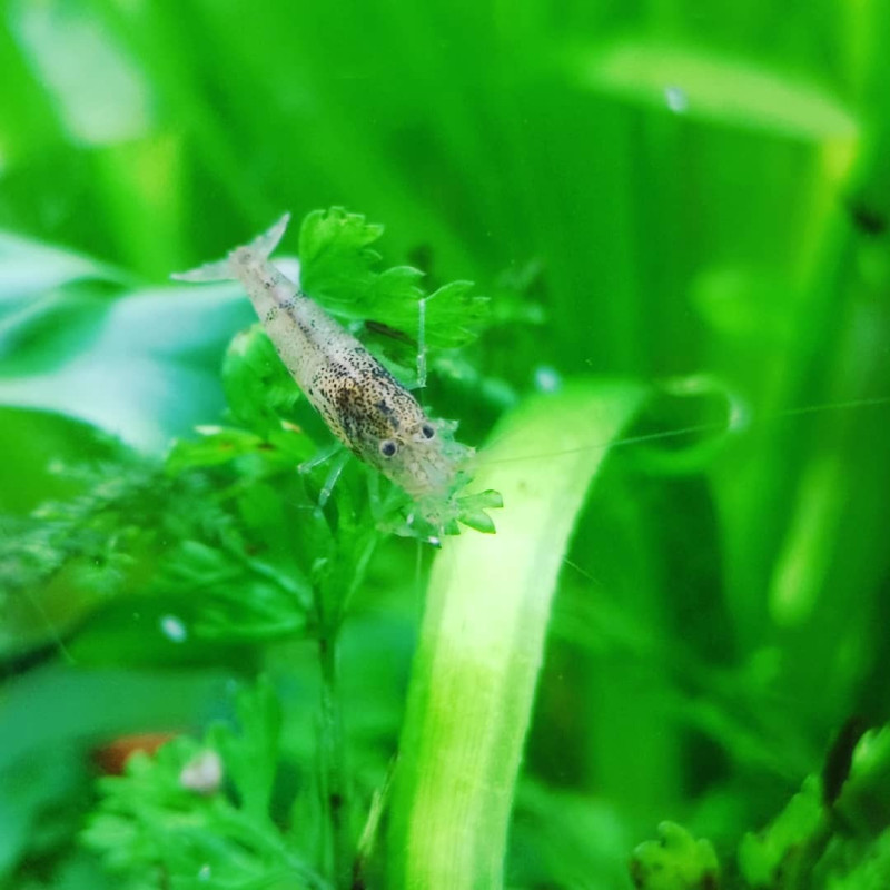 Caridina typus AKA aussie amano Caridina typus AKA aussie amano
