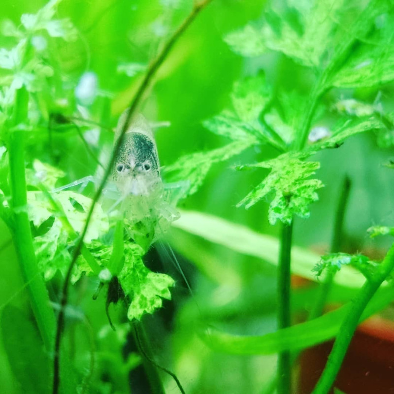 Caridina typus AKA aussie amano