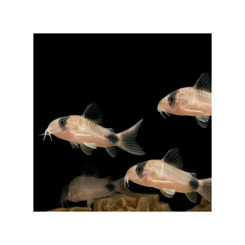 Corydoras panda S