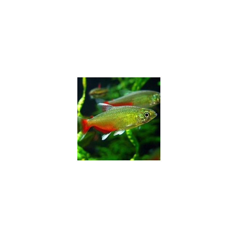 20x Tetra Green Fire - Aphyocharax rathbuni