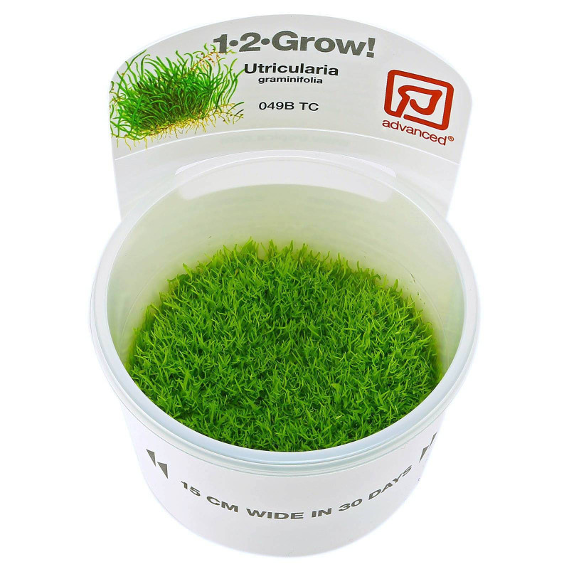 Utricularia graminifolia Utricularia graminifolia