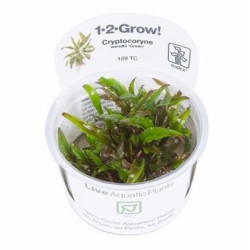 Cryptocoryne wendtii Green Cryptocoryne wendtii Green