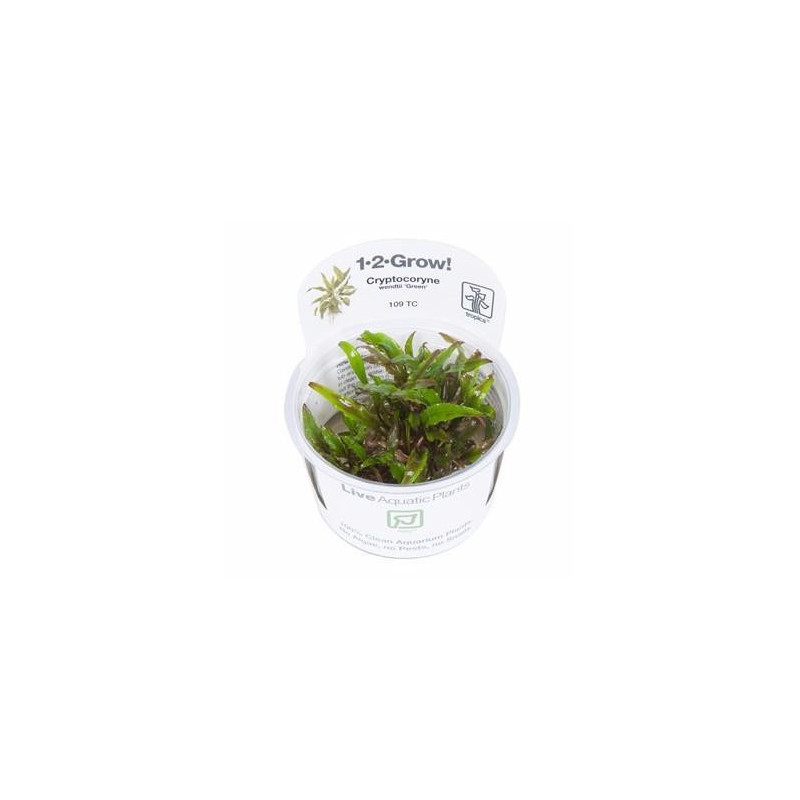 Cryptocoryne wendtii verde