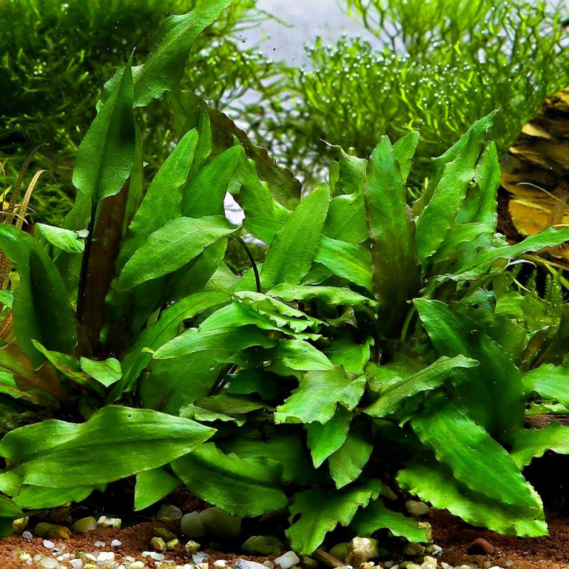 Cryptocoryne wendtii Green