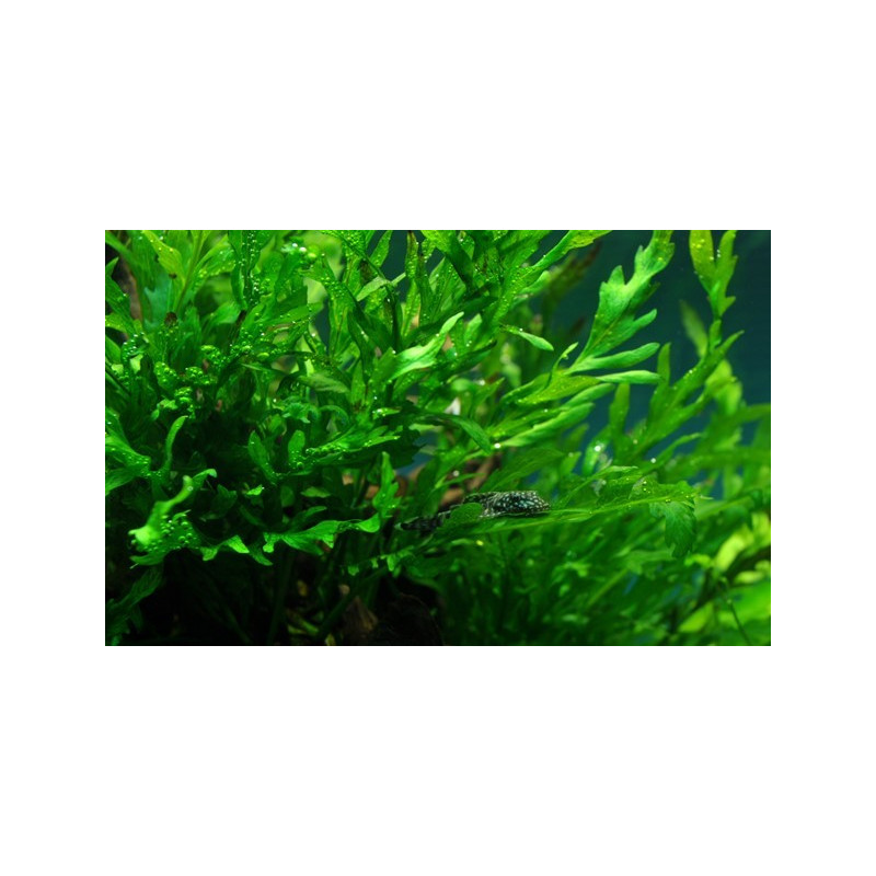 Bolbitis heudelotii on wood - Tropica Bolbitis heudelotii on wood - Tropica