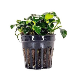 Anubias barteri sp. 'Mini'/ 'Petite' Anubias barteri sp. 'Mini'/ 'Petite'