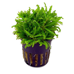 Pogostemon helferi Pogostemon helferi