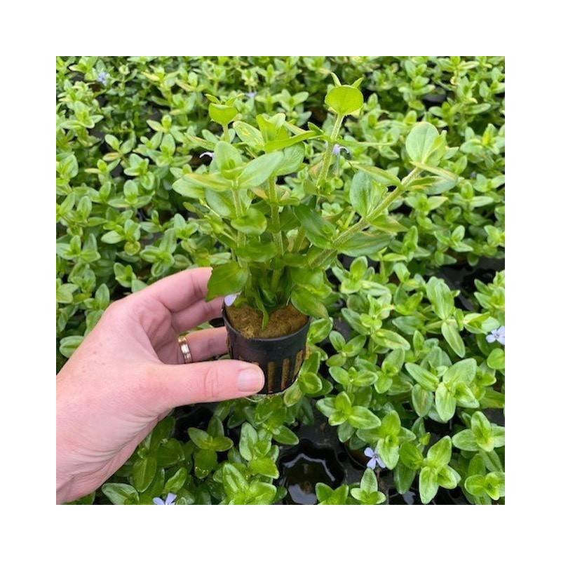 Bacopa caroliniana aka amplexicaulis