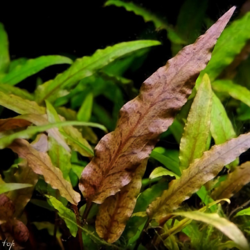 Cryptocoryne undulata