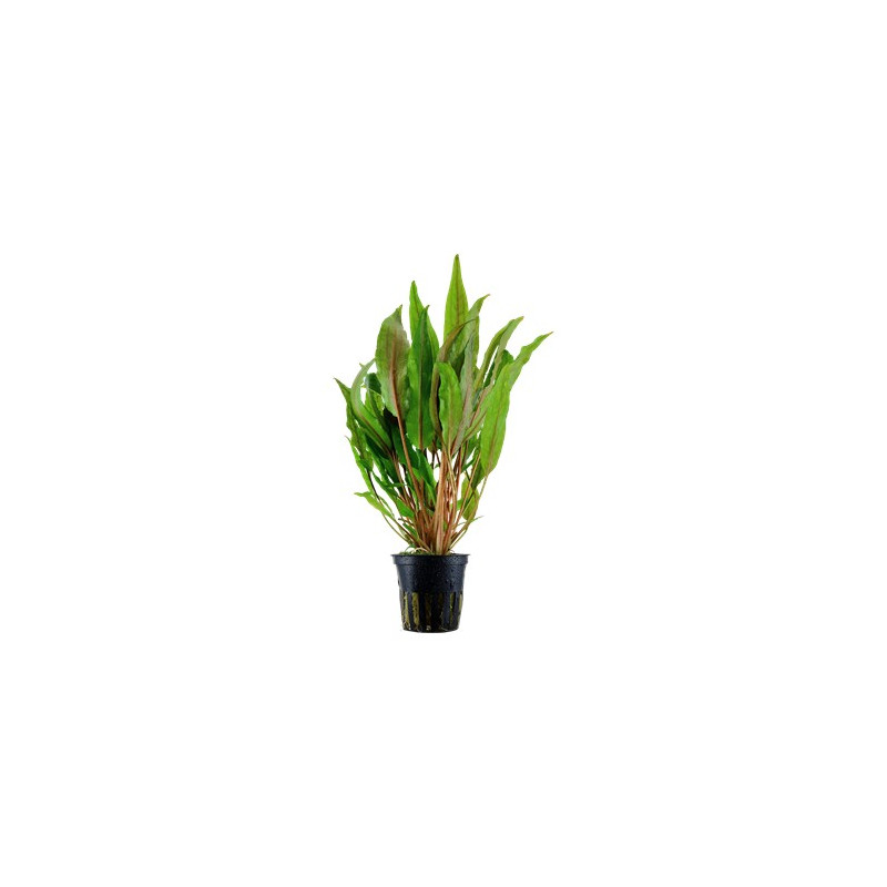 Cryptocoryne undulata