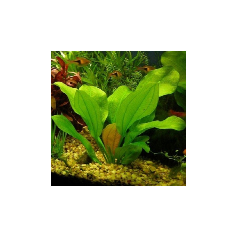 Echinodorus 'Harbich'