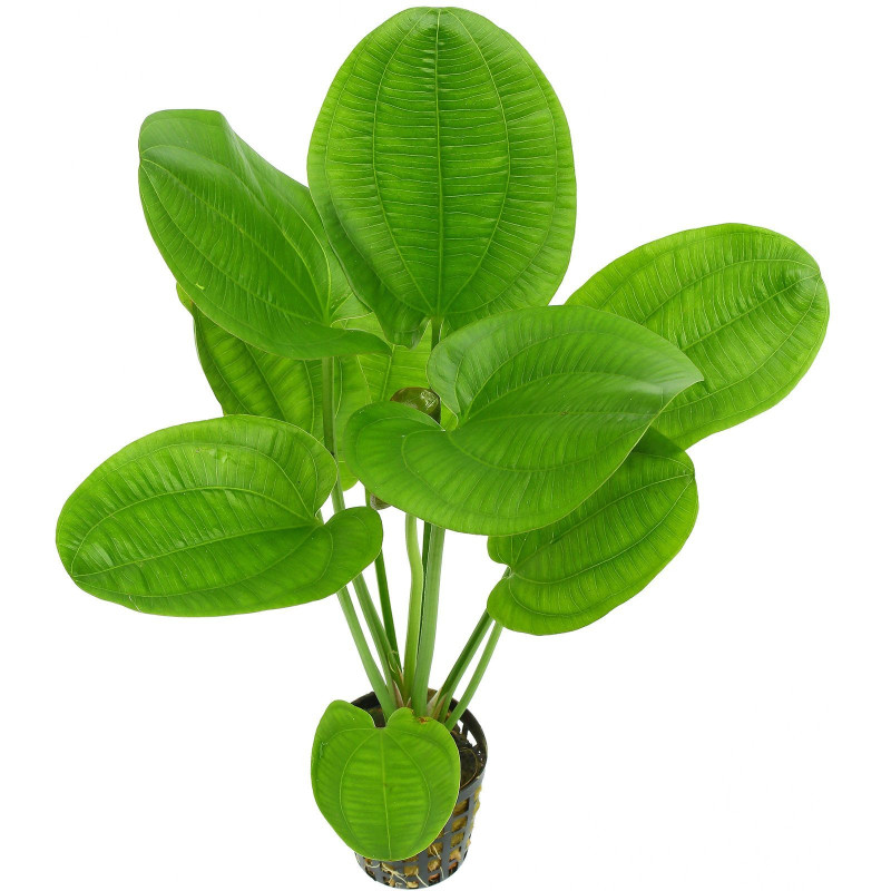 Echinodorus 'Harbich'