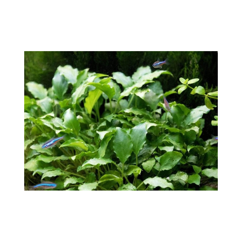 Schismatoglottis Prietoi Schismatoglottis Prietoi
