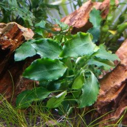 Schismatoglottis Prietoi