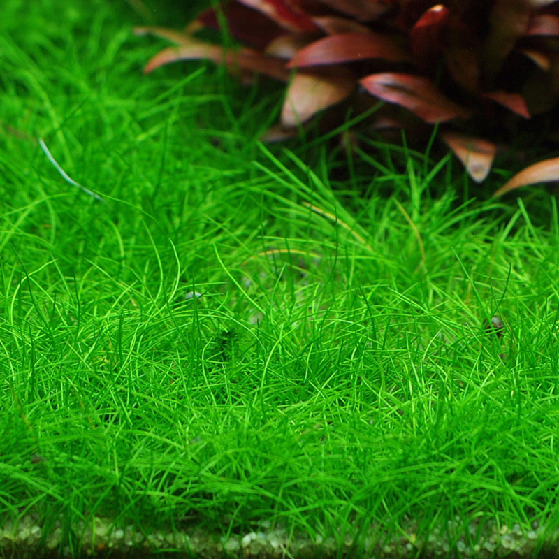 Eleocharis Acicularis