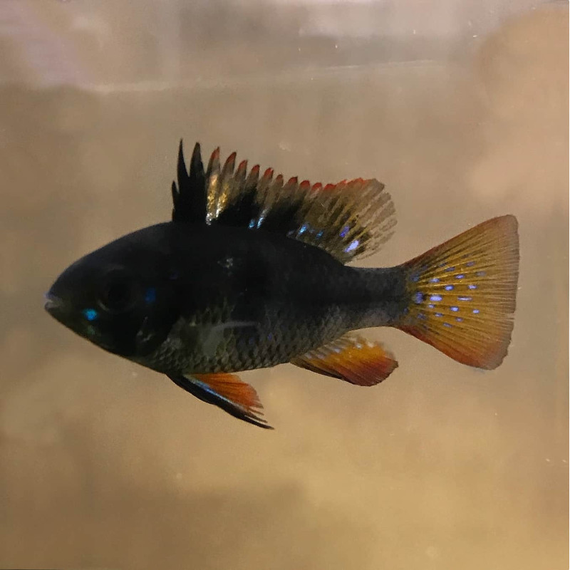 Mikrogeophagus ramirezi Black Knight