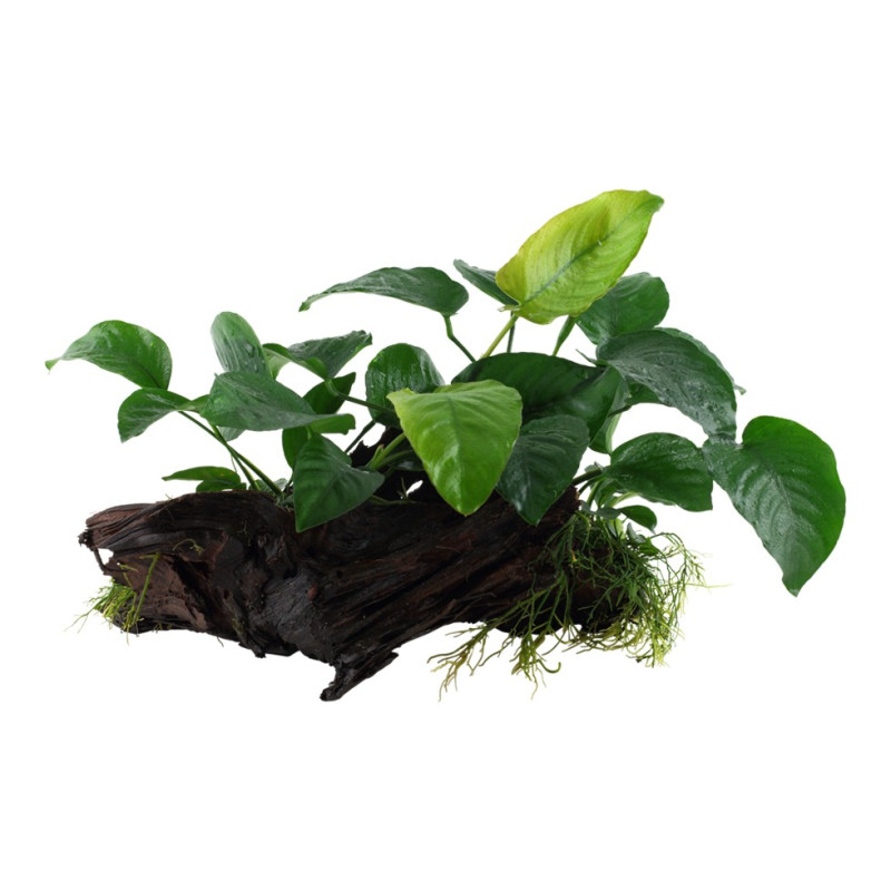 Anubias barteri nana on wood XL