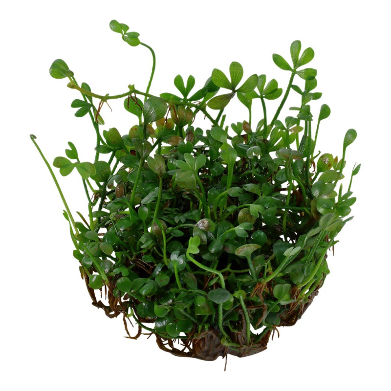 Marsilea crenata