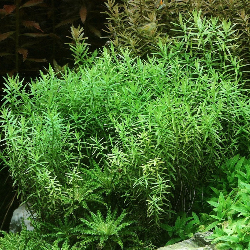 Rotala rotundifolia 'Green'
