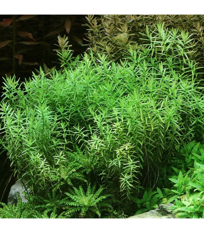 Rotala rotundifolia 'Verde'