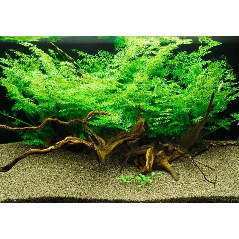 Ceratopteris thalictroides