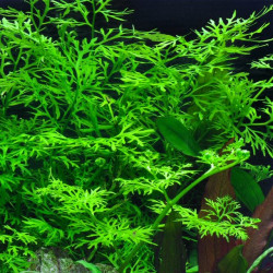 Ceratopteris thalictroides Ceratopteris thalictroides