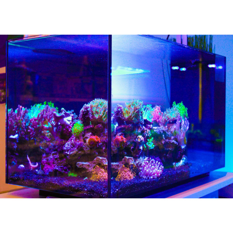 Fluval Sea Evo 52L Aquário Marinho