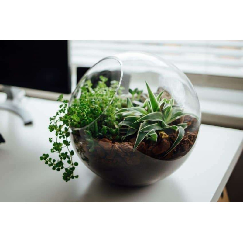 Clorophytum bichetii