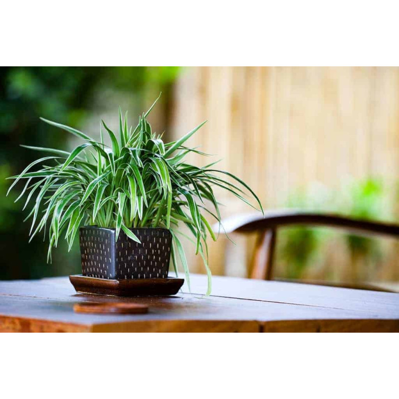 Clorophytum bichetii