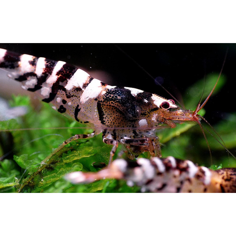 Tibee shrimp (Caridina cf. logemanni)