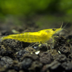 Gamba Yellow Fire - Neocaridina davidi var. Yellow Fire Gamba Yellow Fire - Neocaridina davidi var. Yellow Fire