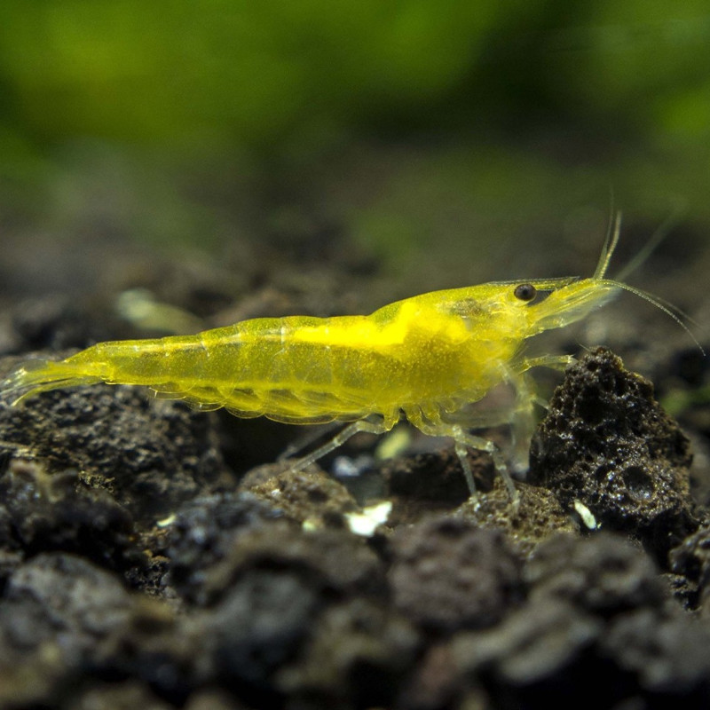 Gamba Yellow Fire - Neocaridina davidi var. Yellow Fire