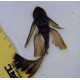 Ancistro Long Fin - Ancistrus sp.
