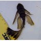 Ancistro Long Fin - Ancistrus sp.