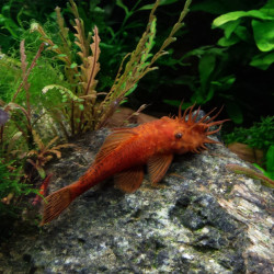 Ancistrus sp. 'Super Red' - 3-4cm Ancistrus sp. 'Super Red' - 3-4cm