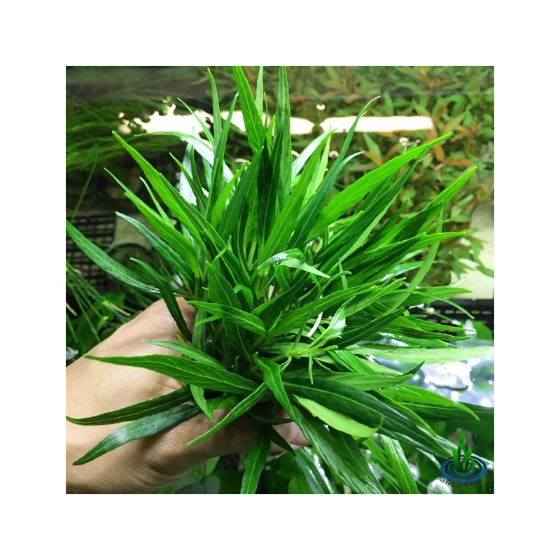 Hygrophila corymbosa var salicifolia 'Narrow'