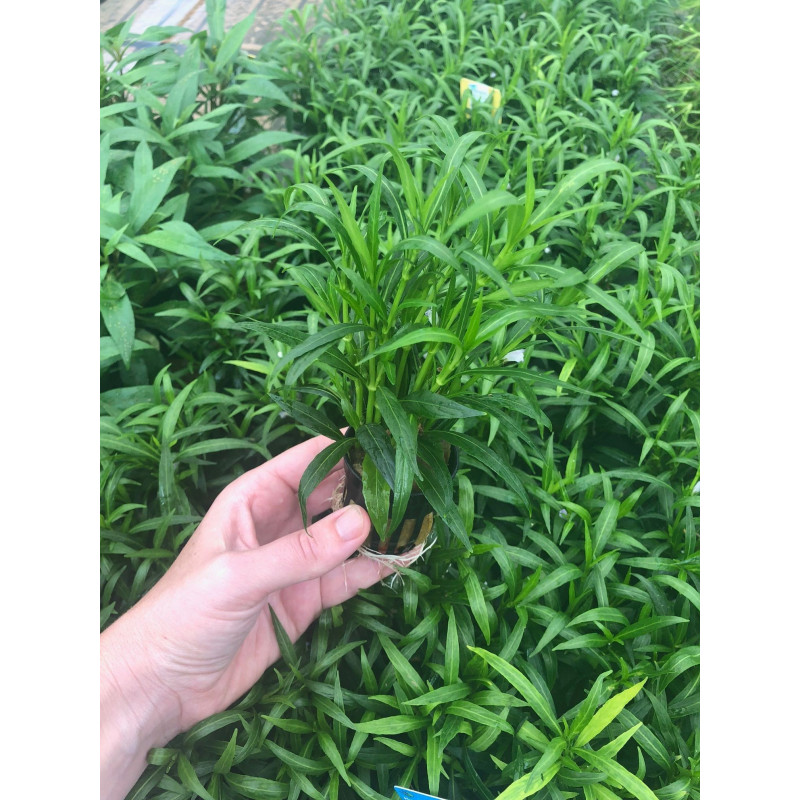 Hygrophila corymbosa var salicifolia 'Narrow'