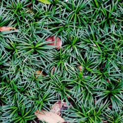 Ophiopogon japonicus 'Kyoto' Ophiopogon japonicus 'Kyoto'