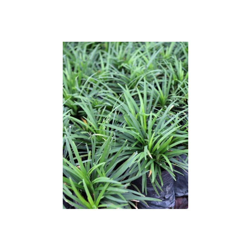 Ophiopogon japonicus 'Kyoto Dwarf' Ophiopogon japonicus 'Kyoto Dwarf'