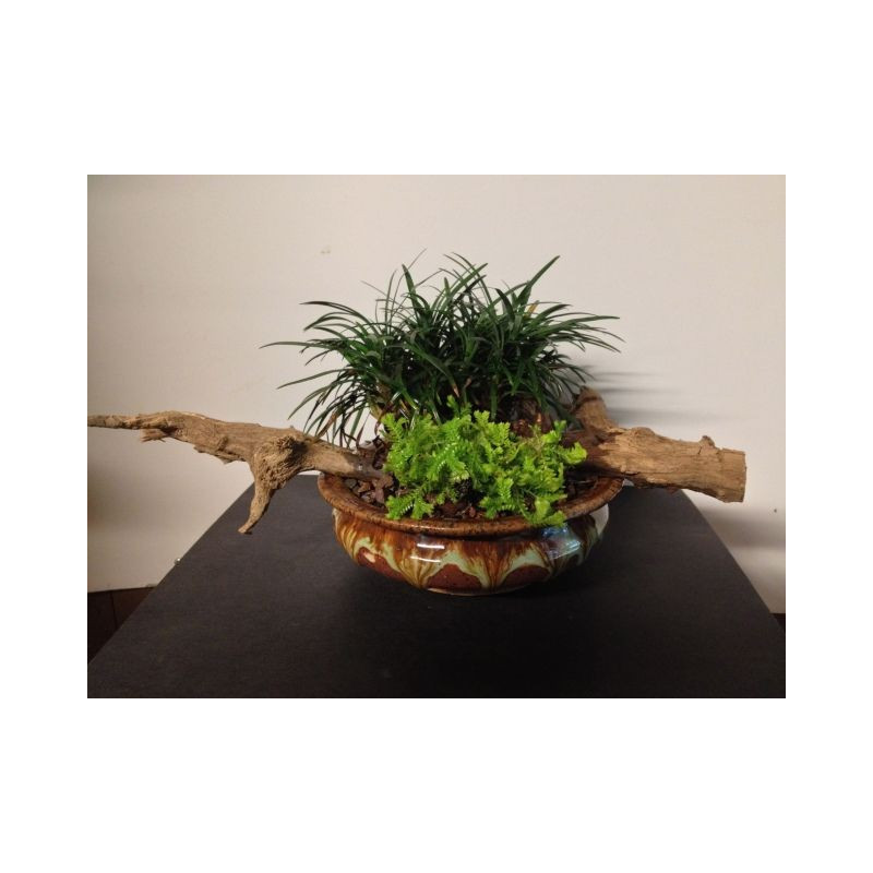 Ophiopogon japonicus 'Kyoto Dwarf' Ophiopogon japonicus 'Kyoto Dwarf'