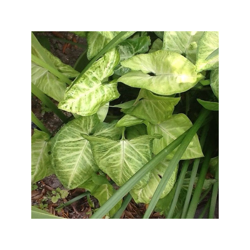 Syngonium podophyllum "White Buterfly"